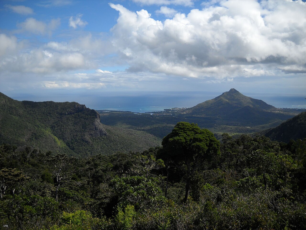 Tamarin